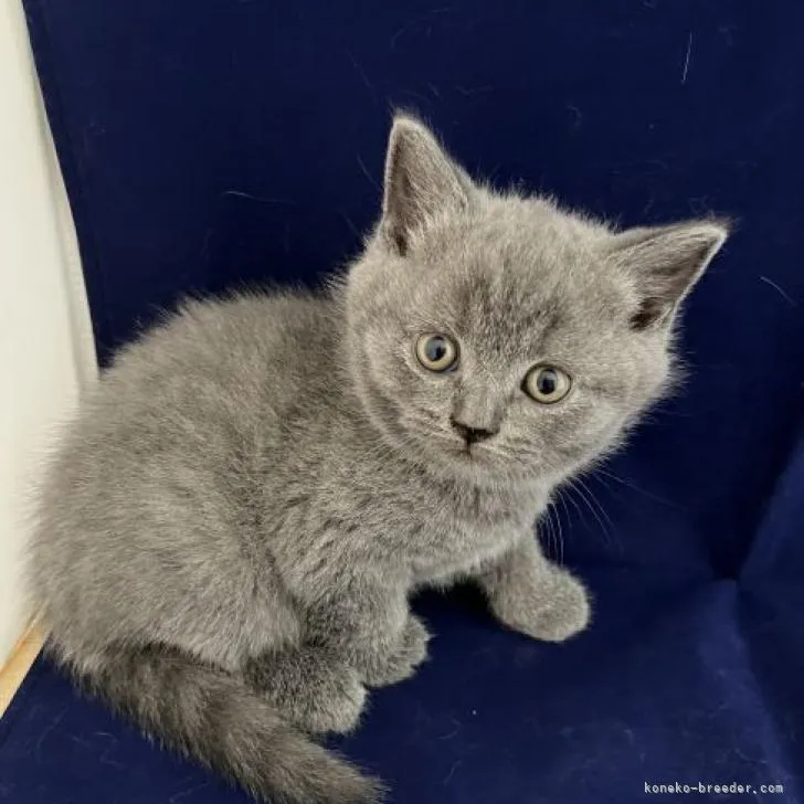 せりか 様のお迎えした子猫