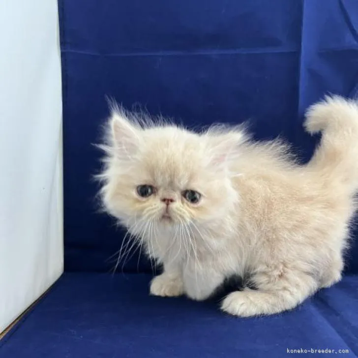 ID：2210-02006の子猫