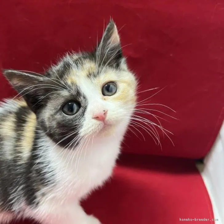 ID:2211-01961の子猫