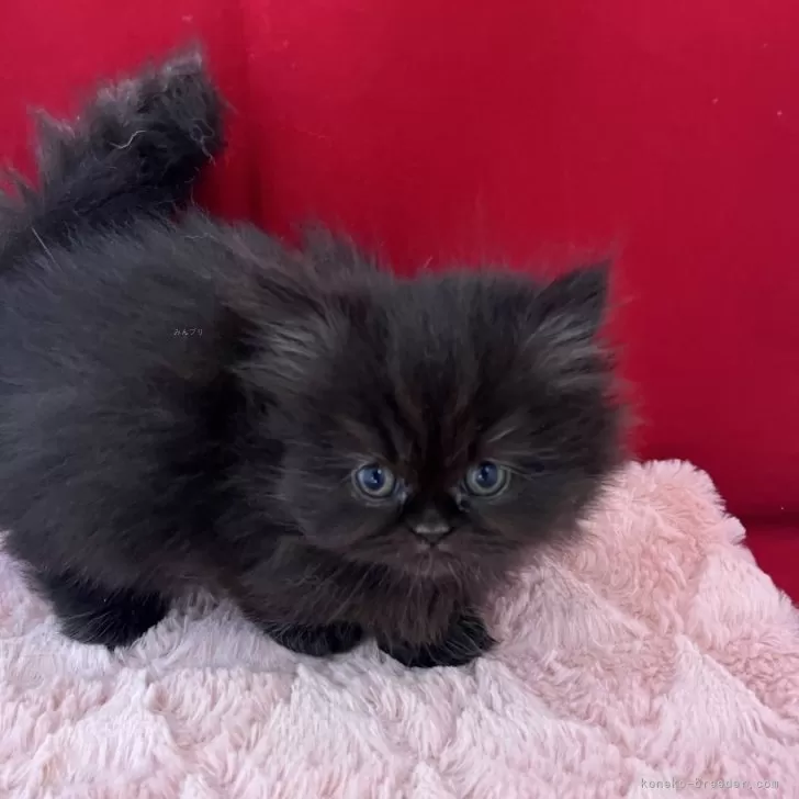 ID:2503-01753の子猫