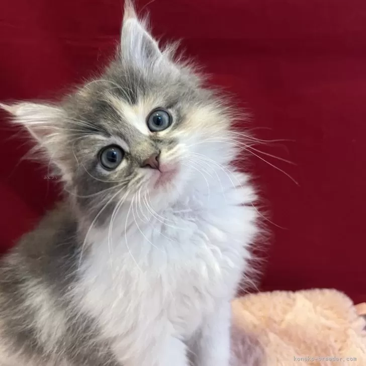 ID:2504-00792の子猫