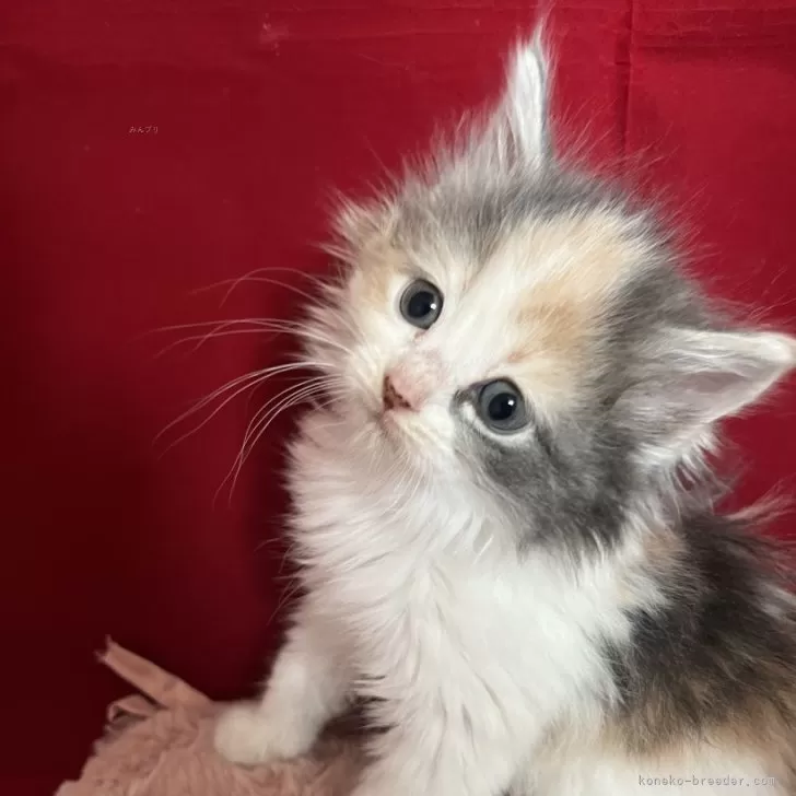 ID:2504-00789の子猫