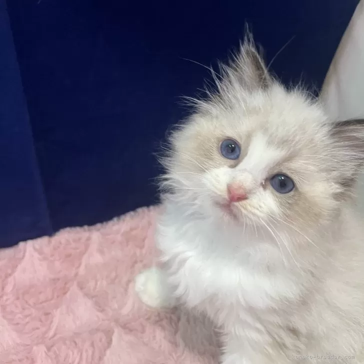こと 様のお迎えした子猫