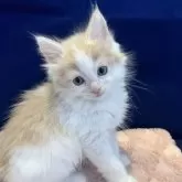 ノルウェージャンフォレストキャット