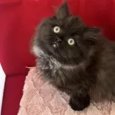 ミヌエット(長足)
