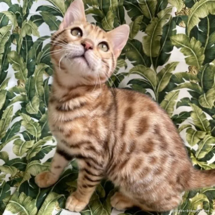 ID:2303-01791の子猫