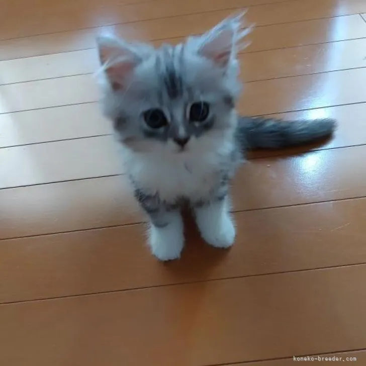 ID:2208-01486の子猫
