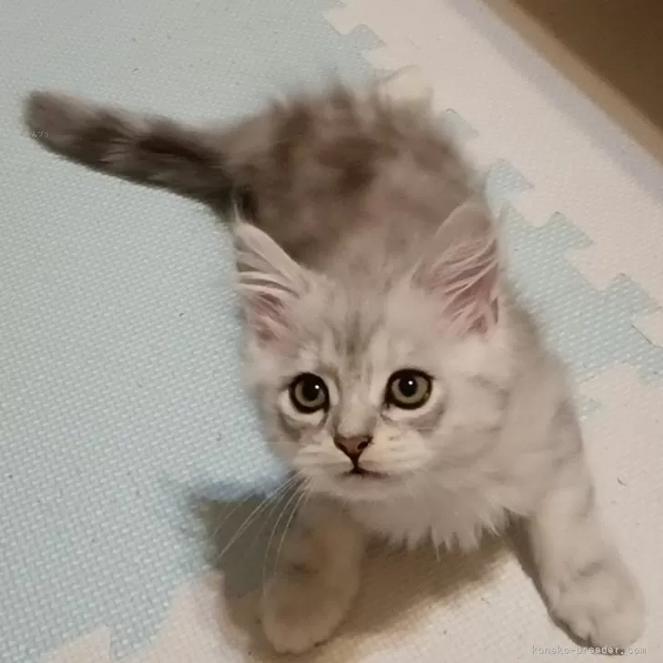 ID：2409-00783の子猫