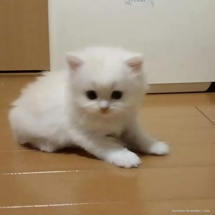 ID:2412-01168の子猫