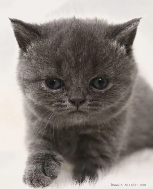 ID:2101-00988の子猫