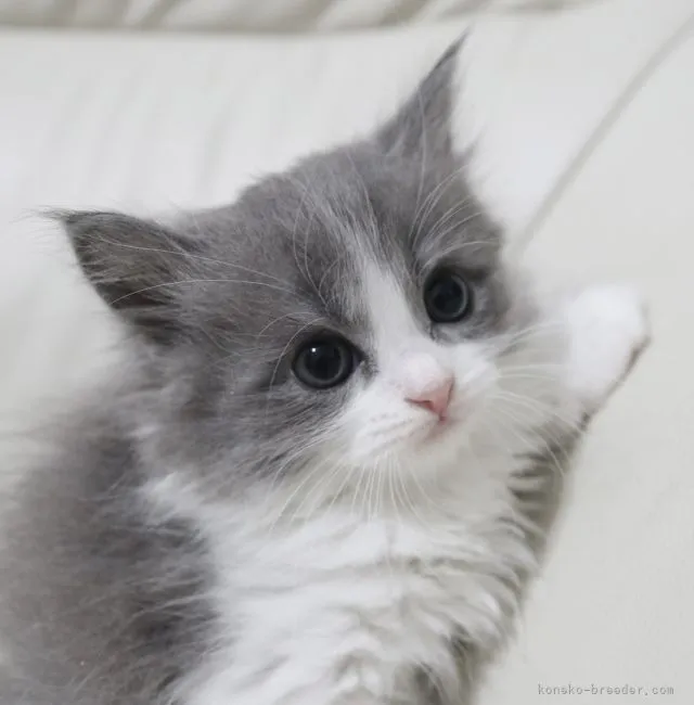 ID：2205-01375の子猫