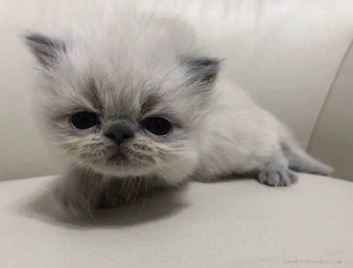 ID:2102-01582の子猫