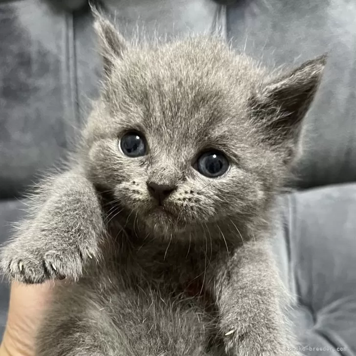 ID:2406-02390の子猫