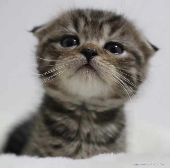 ぎん 様のお迎えした子猫