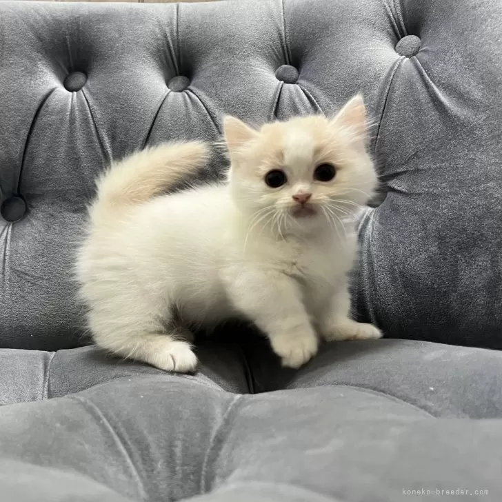ID:2412-00261の子猫