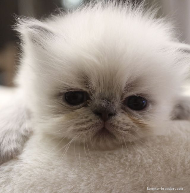A.N 様のお迎えした子猫