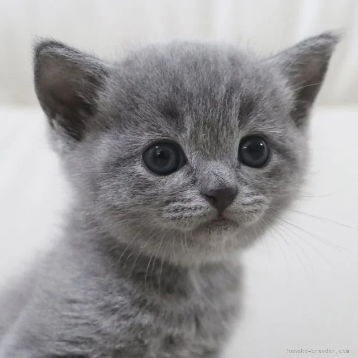 まさ 様のお迎えした子猫