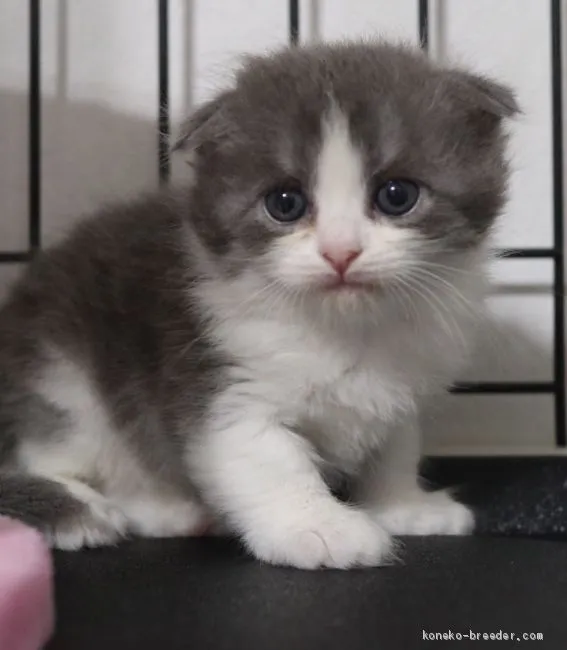 ひめちゃん 様のお迎えした子猫