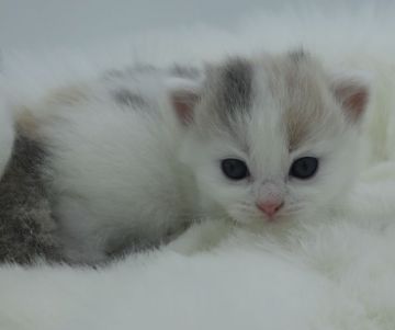 スコティッシュフォールド(立ち耳)【鹿児島県・女の子・2018年6月27日・ダイリュートキャリコ】の写真「パパ猫ダブルチャンピオンの良血統！」