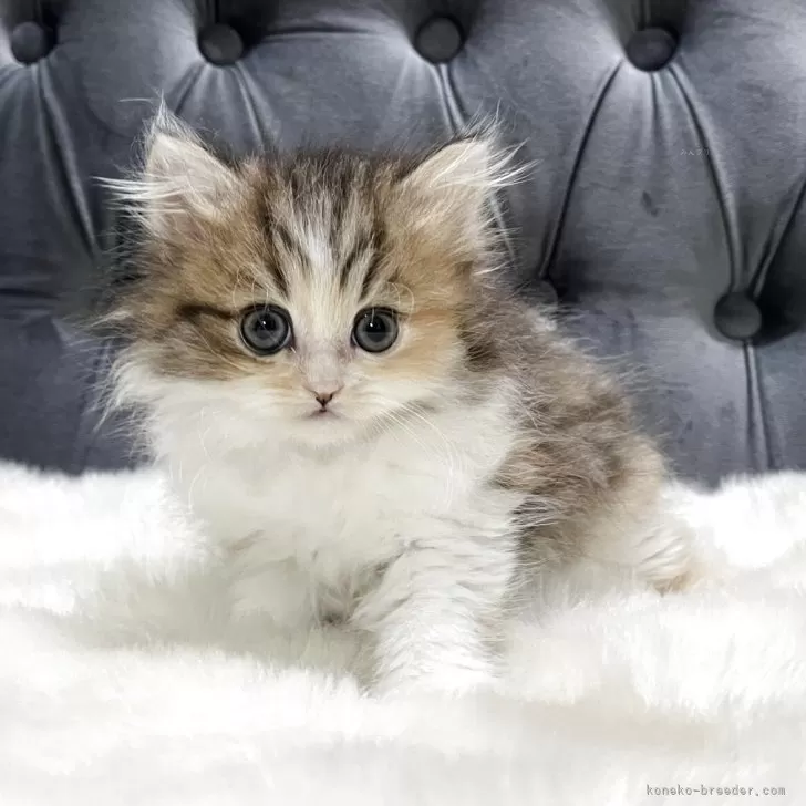 ID:2504-00616の子猫