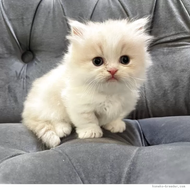 ID:2504-03001の子猫