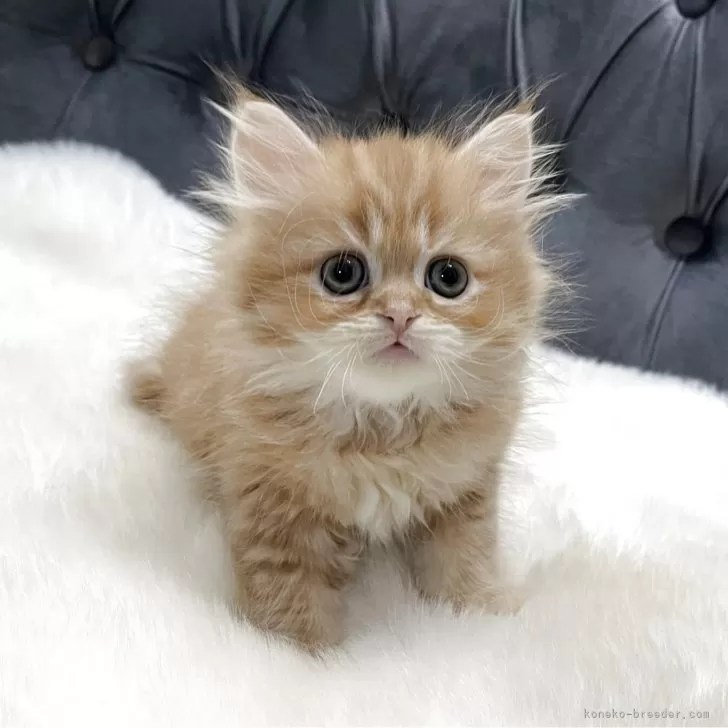 ID:2504-00613の子猫