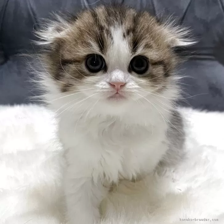 ID:2504-00614の子猫