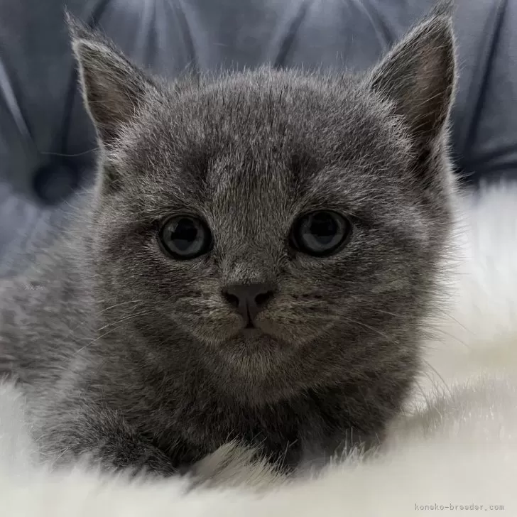 ID:2504-00585の子猫