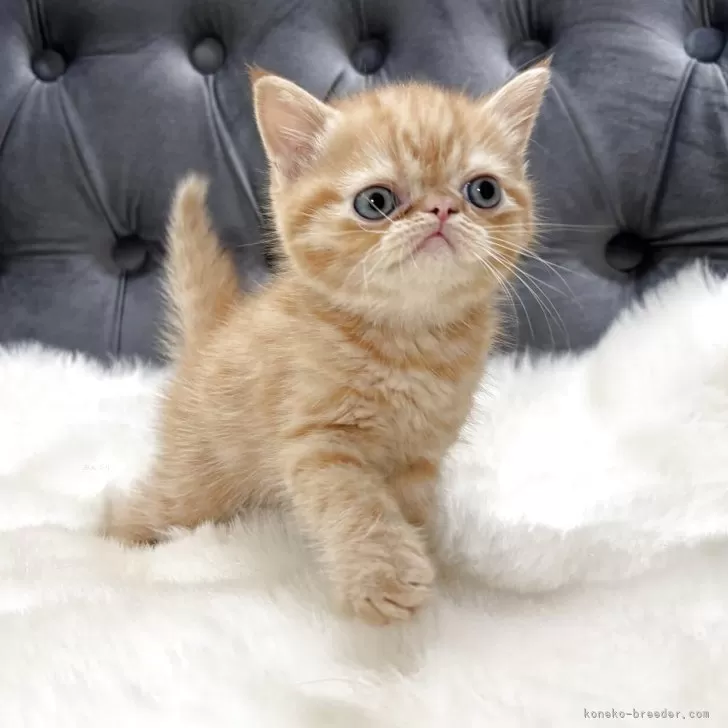 ID:2504-02014の子猫