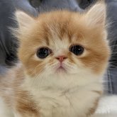 ミヌエット(短足)