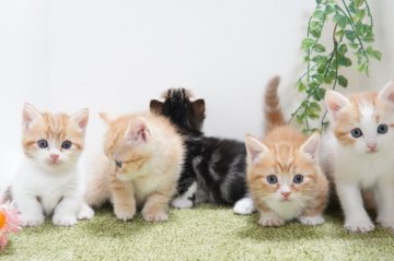 神奈川県のジェネッタのブリーダー・キャッテリーのブログ特集 