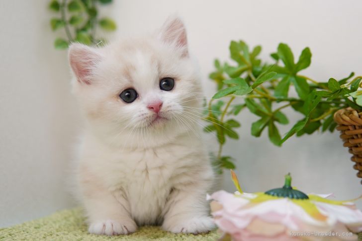 マンチカン 短足 神奈川県 女の子 22年1月14日 クリーム ホワイト ふんわり毛の女の子 みんなの子猫ブリーダー 子猫 Id 22