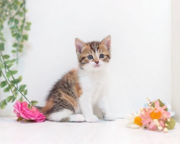 マンチカン(長足)【神奈川県・女の子・2020年3月17日・キャリコ】の写真「優しい子です」