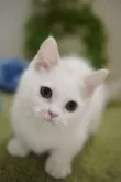 ミヌエット(短足)【神奈川県・男の子・2024年12月29日・クリーム&ホワイト】の写真8