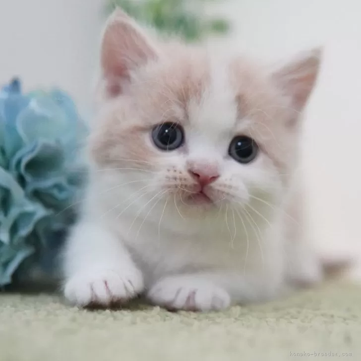チョビ 様のお迎えした子猫