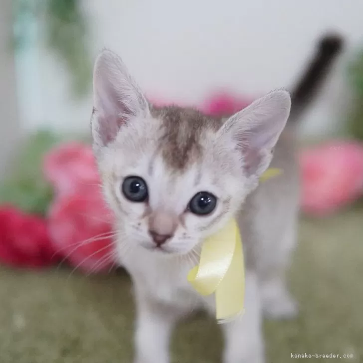 ID:2502-01794の子猫