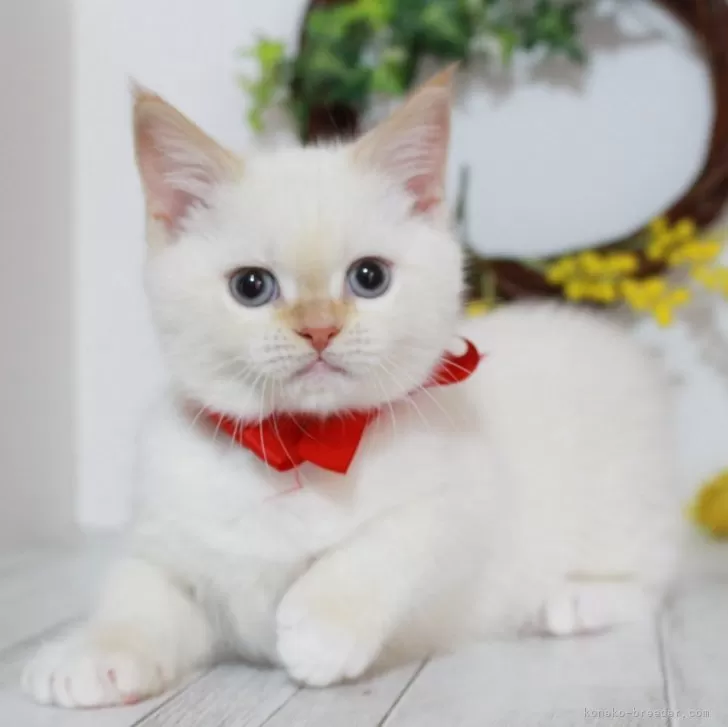 ID:2503-00141の子猫