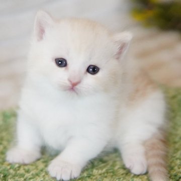 マンチカン(短足)【神奈川県・女の子・2025年3月22日・クリーム&ホワイト】の写真「モフっとまんまる💛」