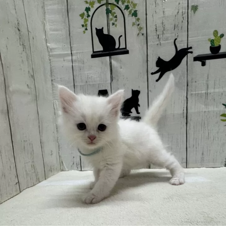 ID:2502-01885の子猫