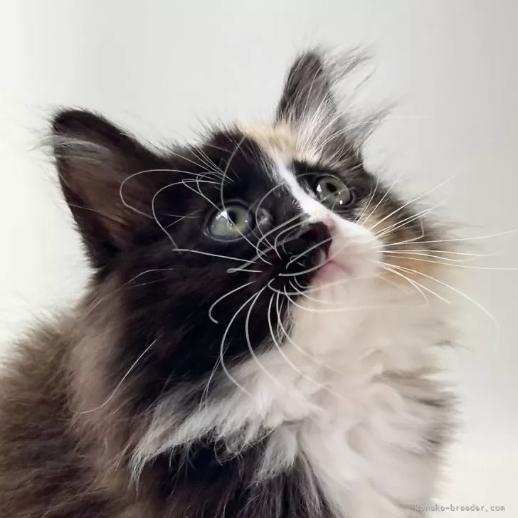 ID:2409-00168の子猫