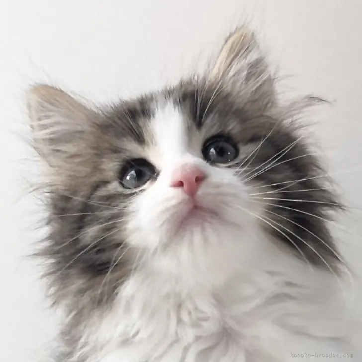 ID:2304-00577の子猫