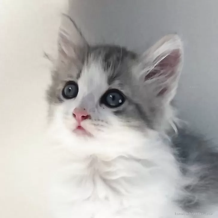 ucci 様のお迎えした子猫