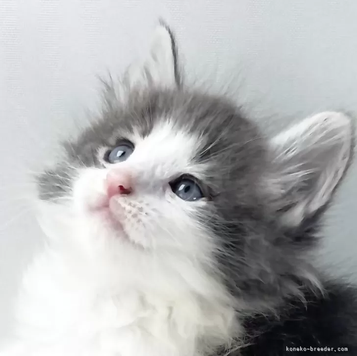 ID:2504-02876の子猫