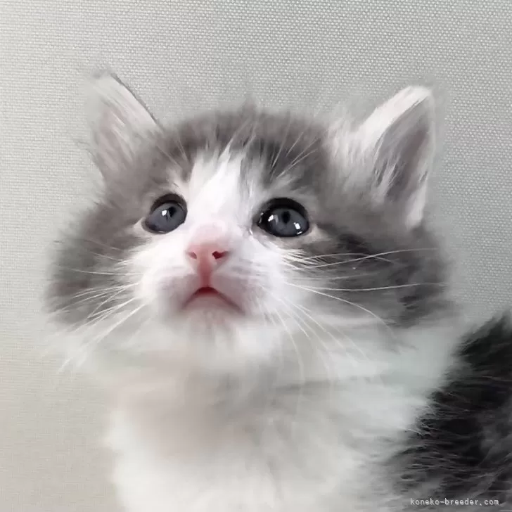 ID:2504-01035の子猫