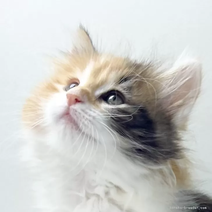 ID:2504-02603の子猫