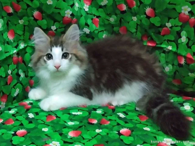 ID:2206-01061の子猫