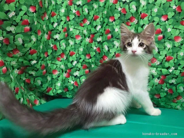 ID:2007-00012の子猫