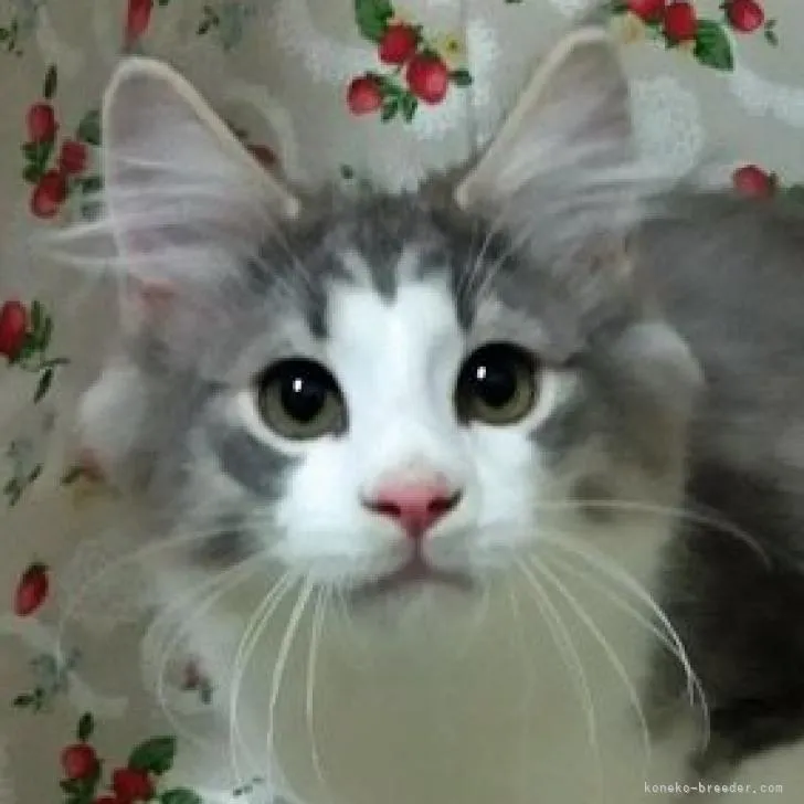 ID:2211-02274の子猫