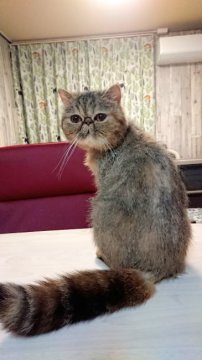 北海道のエキゾチックショートヘアのブリーダー キャッテリーのブログ