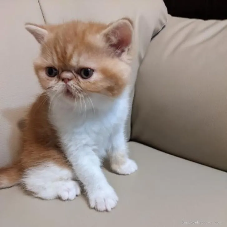 ID:2210-01439の子猫